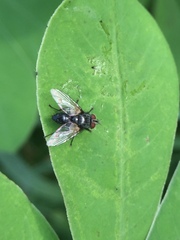 Diptera