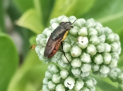Stomorhina xanthogaster