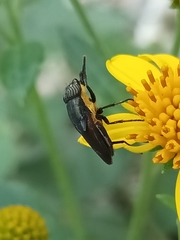 Stomorhina xanthogaster