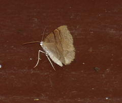 Destutia flumenata