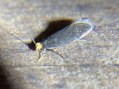 Doleromorpha porphyria