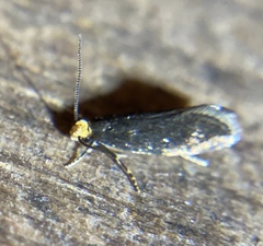 Doleromorpha porphyria