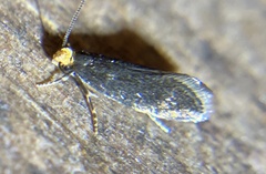 Doleromorpha porphyria