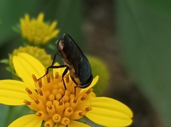 Stomorhina xanthogaster
