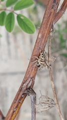 Dendryphantes zygoballoides