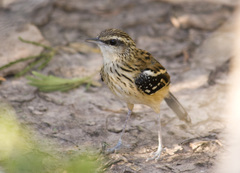 Myrmorchilus strigilatus