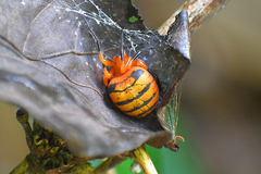 Acusilas malaccensis