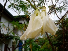 Sesbania grandiflora