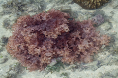 Halymenia