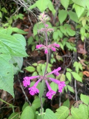Stachys coccinea