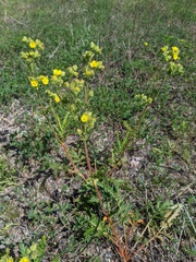 Potentilla litoralis