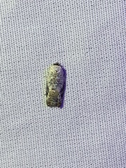 Acleris nivisellana