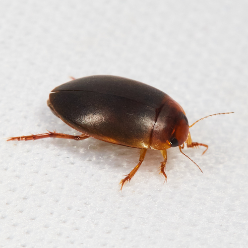 Agabetes acuductus photo 2