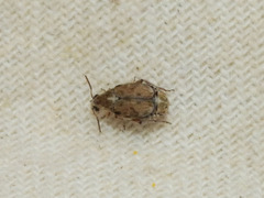 Algarobius prosopis