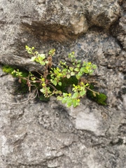 Sedum stellariifolium