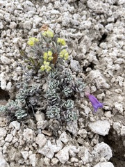 Penstemon thompsoniae thompsoniae