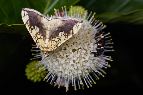 Basswood Leafroller Moth photo 6