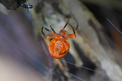 Acusilas malaccensis