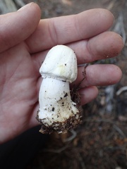 Agaricus didymus
