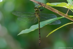 Coryphaeschna viriditas
