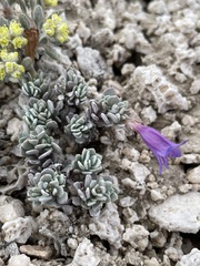 Penstemon thompsoniae thompsoniae