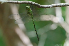 Coryphaeschna viriditas