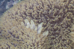 Stichodactyla