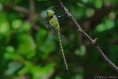 Coryphaeschna viriditas