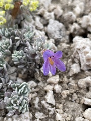 Penstemon thompsoniae thompsoniae