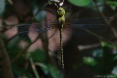 Coryphaeschna viriditas