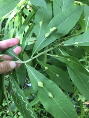 Neolasioptera vernoniae