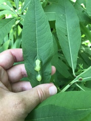 Neolasioptera vernoniae