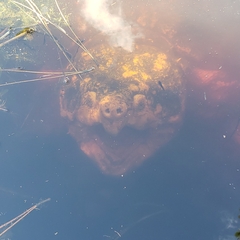 Macrochelys suwanniensis