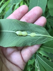 Neolasioptera vernoniae