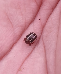 Leptinotarsa tlascalana