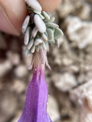Penstemon thompsoniae thompsoniae