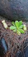 Nepenthes philippinensis
