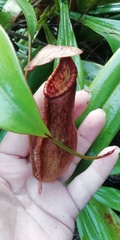 Nepenthes philippinensis