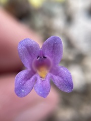 Penstemon thompsoniae thompsoniae