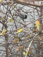 Poecile atricapillus