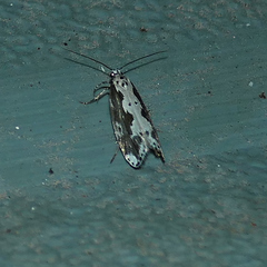 Ethmia semilugens