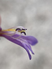Penstemon thompsoniae thompsoniae