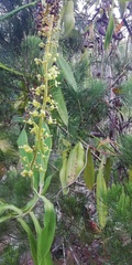 Nepenthes philippinensis