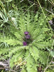 Cirsium scariosum congdonii