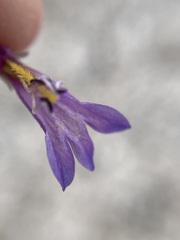 Penstemon thompsoniae thompsoniae