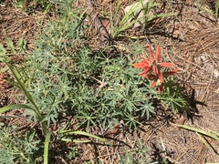 Castilleja patriotica