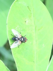 Diptera