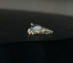 Petrophila anna