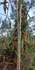 Nepenthes philippinensis