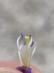 Penstemon thompsoniae thompsoniae